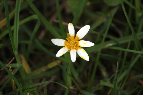 Küçük kırlangıçotu alışılmadık beyaz ve sarı bloom ile — Stok fotoğraf