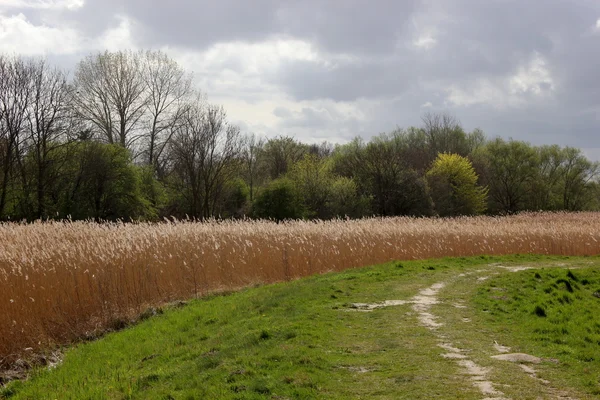 Hráz se Reed — Stock fotografie