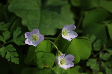 Ahşap kuzukulağı Greifswald yakınındaki ormanda