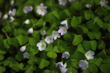 Ahşap kuzukulağı Greifswald yakınındaki ormanda