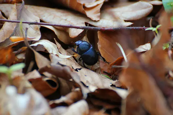 Dung Beetle na brązowe liście — Zdjęcie stockowe