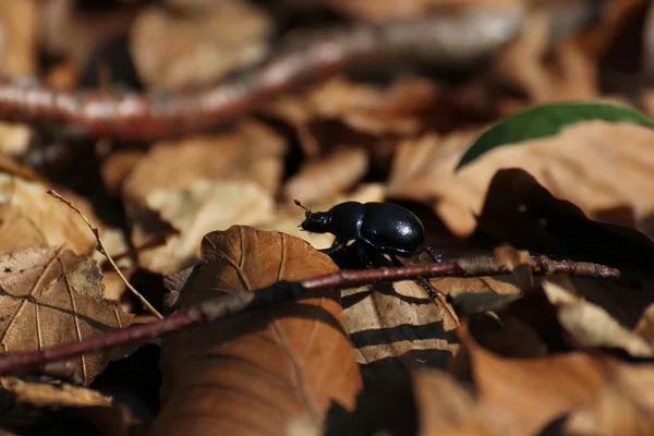 Dung Beetle sur les feuilles brunes — Photo