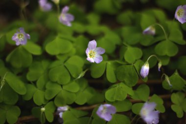 Ahşap kuzukulağı Greifswald yakınındaki ormanda