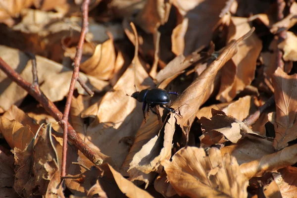 Dung Beetle sur les feuilles brunes — Photo