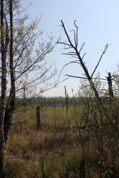 NSG Kieshofer Moor vicino a Greifswald — Foto Stock