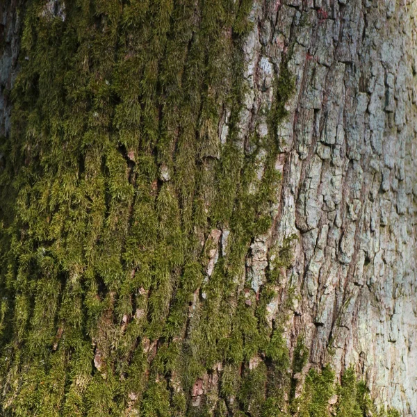 Rinde aus Buschholz — Stockfoto