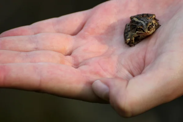 Kotvit, žába sedí v ruce — Stock fotografie