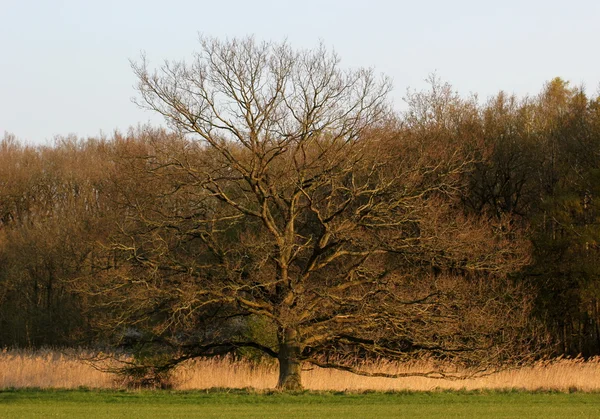 梅克伦堡-沃波默恩的老而强大的树 — 图库照片