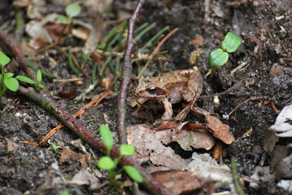 Common frog on ground — Stock Photo, Image