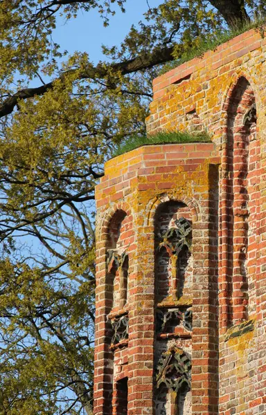 Ruines du monastère Eldena — Photo