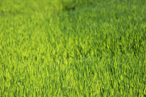 Flat grass field — Stock Photo, Image