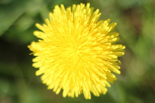 Flor de dente-de-leão da frente — Fotografia de Stock