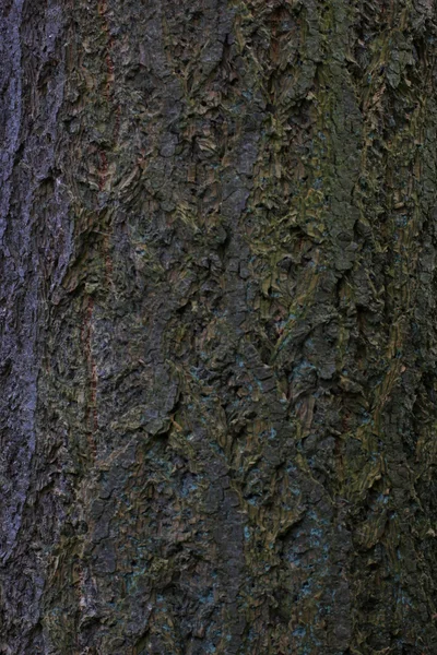 松木树皮 — 图库照片