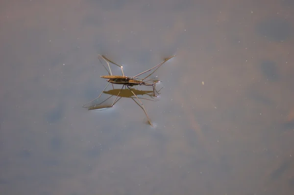 Apareamiento de estridentes de agua — Foto de Stock