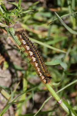Euthrix Potatoria Caterpillar