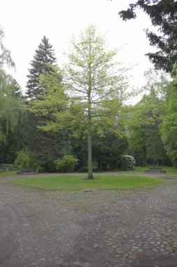 Alter Friedhof Greifswald - Central Place