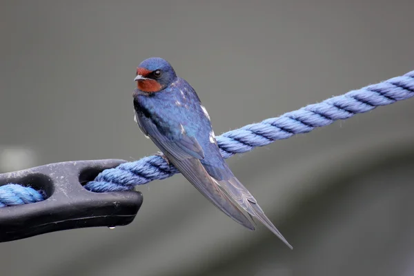 Scheunenschwalbe sitzt auf einem Seil — Stockfoto