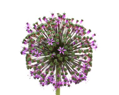 Allium macleanii çiçekleri