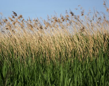 Reed Mecklenburg-Vorpom Greifswalder Bodden/Baltık denizde