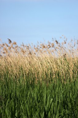 Reed Mecklenburg-Vorpom Greifswalder Bodden/Baltık denizde