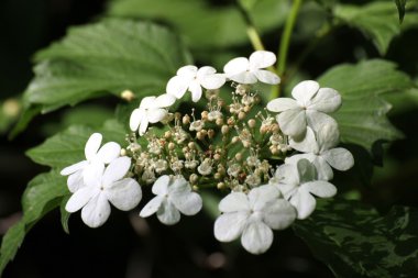 Bir guelder gül çiçekleri