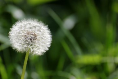 Karahindiba blowball ufuk arka plan üzerinde