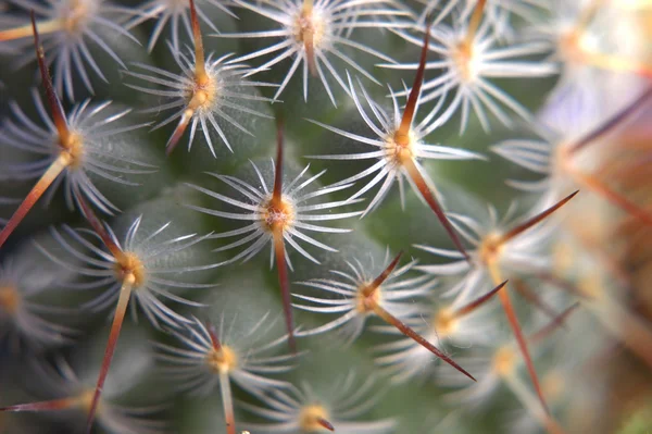 Close up of Mammilaria microhelia — Stock Photo, Image