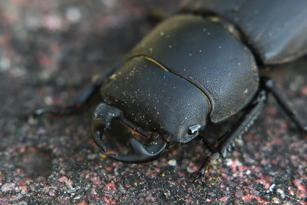 Escarabajo ciervo hembra — Foto de Stock