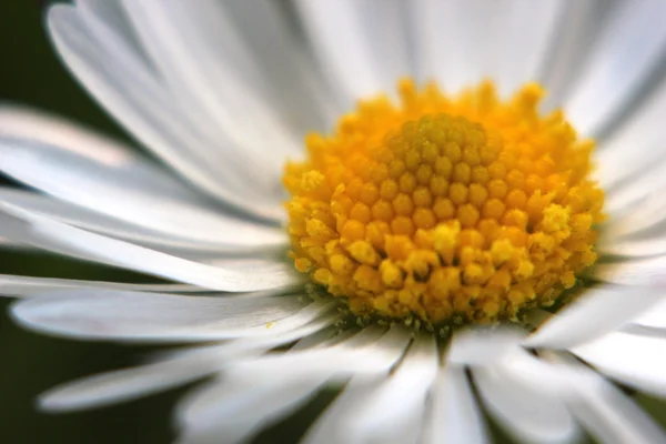 Närbild av blossom av en daisy — Stockfoto