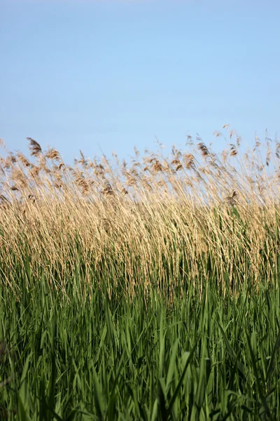 Reed at the Greifswalder Bodden/Baltic Sea in Mecklenburg-Vorpom — Stock Photo, Image