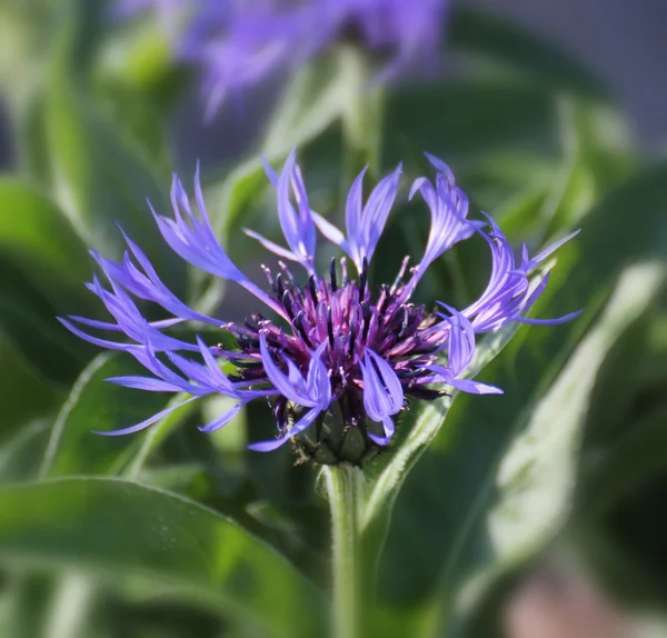 Brun knapweed blossom — Stockfoto