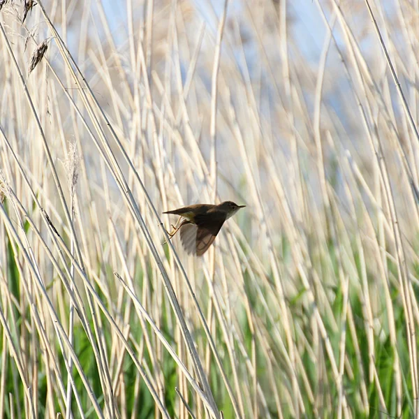 Paruline roseau décollant — Photo