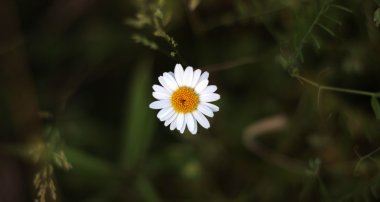 Oxeye Daisy yakın çekim