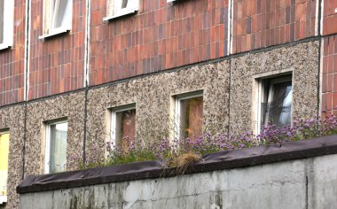Eski Plattenbau üzerinde büyüyen yonca