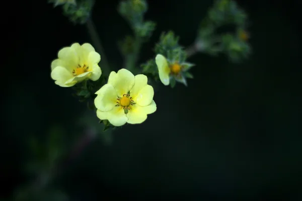 Close up de Cinquefoil Flores — Fotografia de Stock