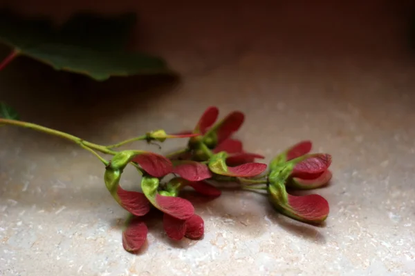 Érable rouge — Photo