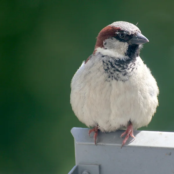 Mannelijke Huismus — Stockfoto