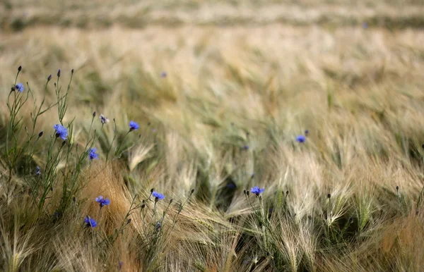 Bleuets dans le champ de céréales — Photo