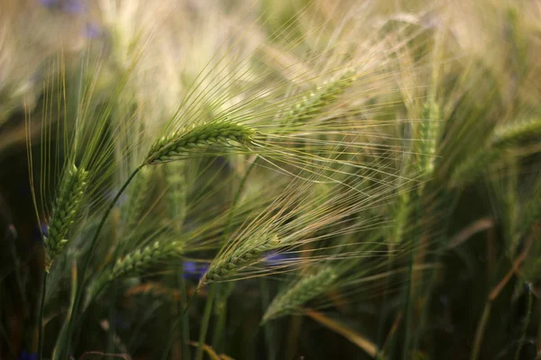 A barley field — Stock Photo, Image