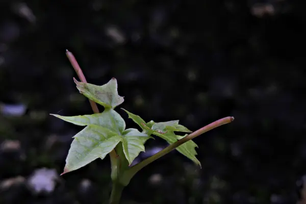 Close-up from a maple sprout creating using focus stacking — Stock Photo, Image