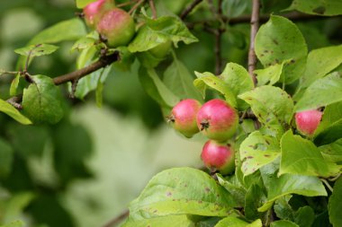 Genç ve hala olgunlaşmamış elma ağacı üzerinde