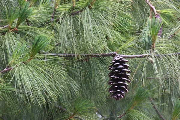 Cone of a blue pine — Stock Photo, Image