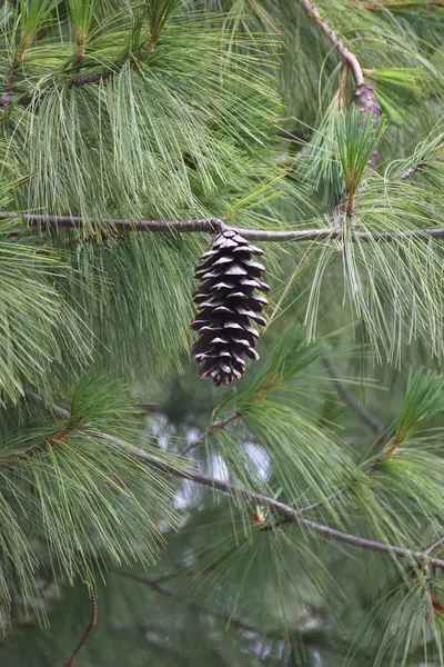 Cone of a blue pine — Stock Photo, Image