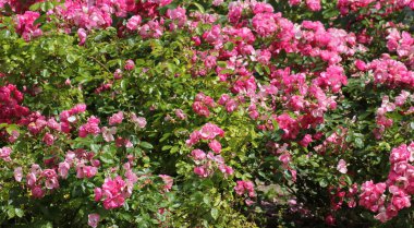 Süs kırmızı ve pembe güller