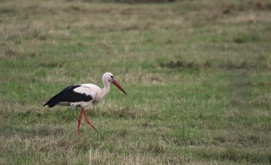 Bir çayır üzerinde beyaz leylek duran