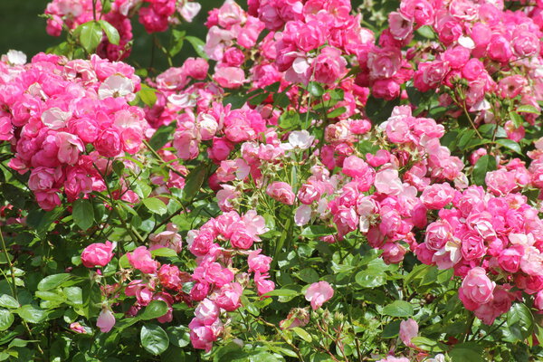 Красные и розовые розы
