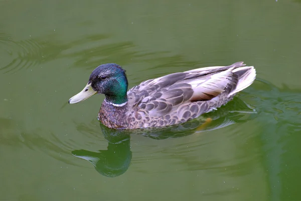 Pato macho nadador — Fotografia de Stock