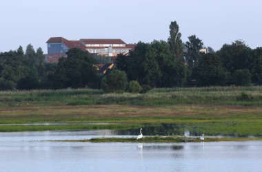 Beyaz Kuğu ile sulak