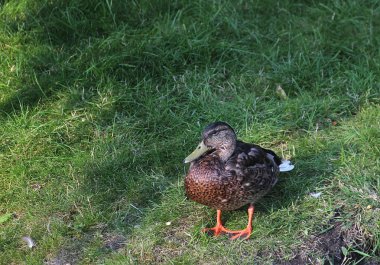 Eclipse kuş tüyü erkek ördek