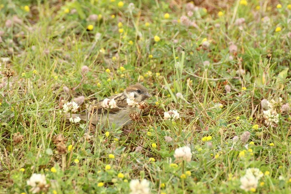 Θηλυκό σπίτι Sparrow σε χόρτο — Φωτογραφία Αρχείου